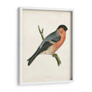 Bullfinch Morris - Morris | Cuadro decorativo de Canvas Lab