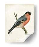 Bullfinch Morris - Morris | Cuadro decorativo de Canvas Lab