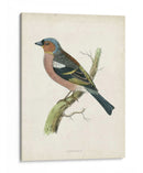 Morris Chaffinch - Morris | Cuadro decorativo de Canvas Lab