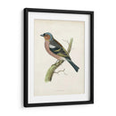 Morris Chaffinch - Morris | Cuadro decorativo de Canvas Lab