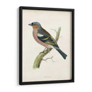 Morris Chaffinch - Morris | Cuadro decorativo de Canvas Lab