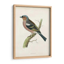 Morris Chaffinch - Morris | Cuadro decorativo de Canvas Lab