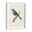 Morris Chaffinch - Morris | Cuadro decorativo de Canvas Lab