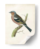Morris Chaffinch - Morris | Cuadro decorativo de Canvas Lab