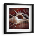 Conchas Macro Viii - Rachel Perry | Cuadro decorativo de Canvas Lab