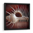 Conchas Macro Viii - Rachel Perry | Cuadro decorativo de Canvas Lab