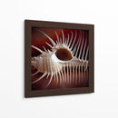 Conchas Macro Viii - Rachel Perry | Cuadro decorativo de Canvas Lab