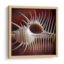 Conchas Macro Viii - Rachel Perry | Cuadro decorativo de Canvas Lab