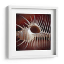 Conchas Macro Viii - Rachel Perry | Cuadro decorativo de Canvas Lab