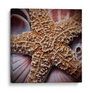 Conchas Macro I - Rachel Perry | Cuadro decorativo de Canvas Lab