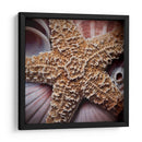 Conchas Macro I - Rachel Perry | Cuadro decorativo de Canvas Lab