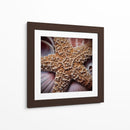 Conchas Macro I - Rachel Perry | Cuadro decorativo de Canvas Lab