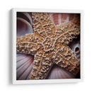 Conchas Macro I - Rachel Perry | Cuadro decorativo de Canvas Lab