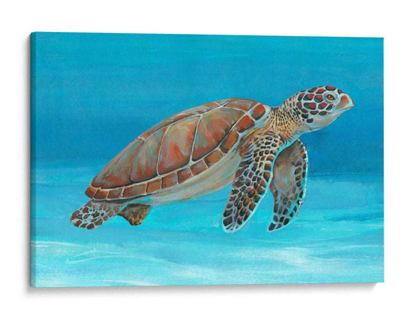 Tortuga Marina Del Océano I - Tim OToole | Cuadro decorativo de Canvas Lab
