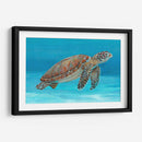Tortuga Marina Del Océano I - Tim OToole | Cuadro decorativo de Canvas Lab
