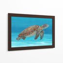Tortuga Marina Del Océano I - Tim OToole | Cuadro decorativo de Canvas Lab