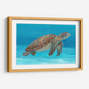 Tortuga Marina Del Océano I - Tim OToole | Cuadro decorativo de Canvas Lab