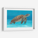 Tortuga Marina Del Océano I - Tim OToole | Cuadro decorativo de Canvas Lab