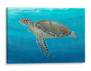 Ocean Sea Turtle Ii - Tim OToole | Cuadro decorativo de Canvas Lab