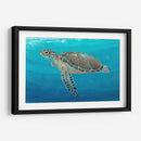 Ocean Sea Turtle Ii - Tim OToole | Cuadro decorativo de Canvas Lab