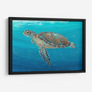Ocean Sea Turtle Ii - Tim OToole | Cuadro decorativo de Canvas Lab