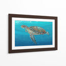 Ocean Sea Turtle Ii - Tim OToole | Cuadro decorativo de Canvas Lab