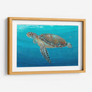 Ocean Sea Turtle Ii - Tim OToole | Cuadro decorativo de Canvas Lab