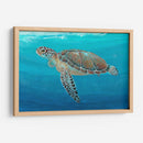 Ocean Sea Turtle Ii - Tim OToole | Cuadro decorativo de Canvas Lab