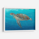 Ocean Sea Turtle Ii - Tim OToole | Cuadro decorativo de Canvas Lab
