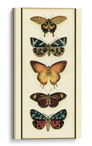 Colector De Mariposa V - Chariklia Zarris | Cuadro decorativo de Canvas Lab