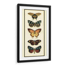 Colector De Mariposa V - Chariklia Zarris | Cuadro decorativo de Canvas Lab