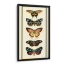 Colector De Mariposa V - Chariklia Zarris | Cuadro decorativo de Canvas Lab