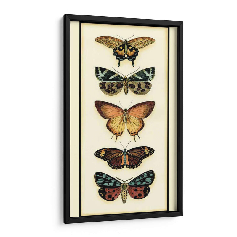 Colector De Mariposa V - Chariklia Zarris | Cuadro decorativo de Canvas Lab