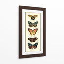 Colector De Mariposa V - Chariklia Zarris | Cuadro decorativo de Canvas Lab
