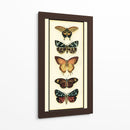 Colector De Mariposa V - Chariklia Zarris | Cuadro decorativo de Canvas Lab