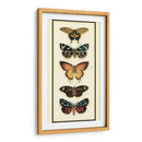 Colector De Mariposa V - Chariklia Zarris | Cuadro decorativo de Canvas Lab