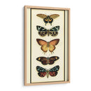 Colector De Mariposa V - Chariklia Zarris | Cuadro decorativo de Canvas Lab