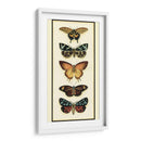 Colector De Mariposa V - Chariklia Zarris | Cuadro decorativo de Canvas Lab