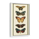 Colector De Mariposa V - Chariklia Zarris | Cuadro decorativo de Canvas Lab