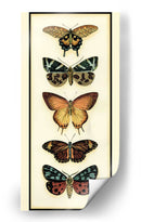 Colector De Mariposa V - Chariklia Zarris | Cuadro decorativo de Canvas Lab