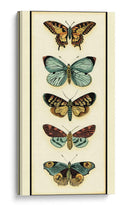 Colector De Mariposa Vi - Chariklia Zarris | Cuadro decorativo de Canvas Lab