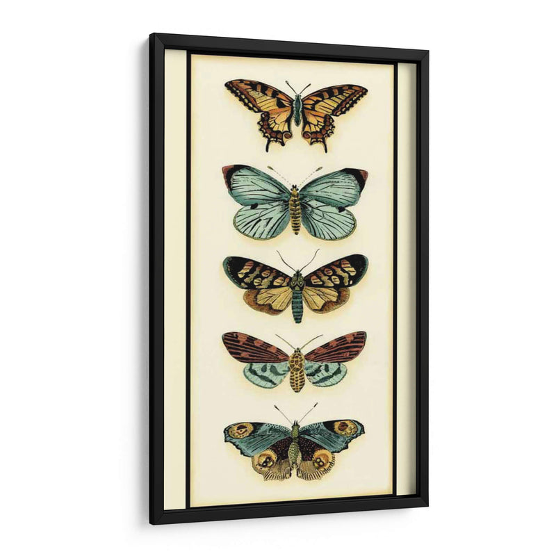 Colector De Mariposa Vi - Chariklia Zarris | Cuadro decorativo de Canvas Lab