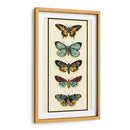 Colector De Mariposa Vi - Chariklia Zarris | Cuadro decorativo de Canvas Lab