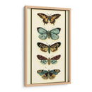 Colector De Mariposa Vi - Chariklia Zarris | Cuadro decorativo de Canvas Lab