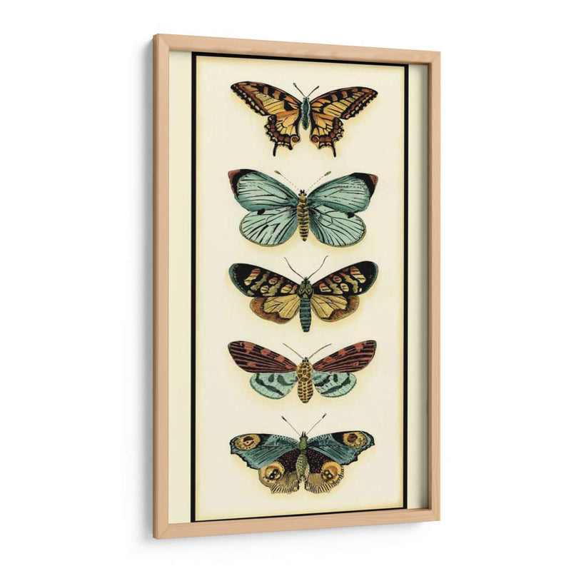 Colector De Mariposa Vi - Chariklia Zarris | Cuadro decorativo de Canvas Lab