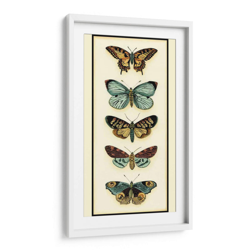 Colector De Mariposa Vi - Chariklia Zarris | Cuadro decorativo de Canvas Lab