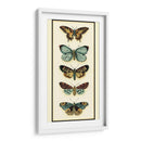 Colector De Mariposa Vi - Chariklia Zarris | Cuadro decorativo de Canvas Lab