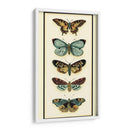 Colector De Mariposa Vi - Chariklia Zarris | Cuadro decorativo de Canvas Lab