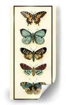 Colector De Mariposa Vi - Chariklia Zarris | Cuadro decorativo de Canvas Lab