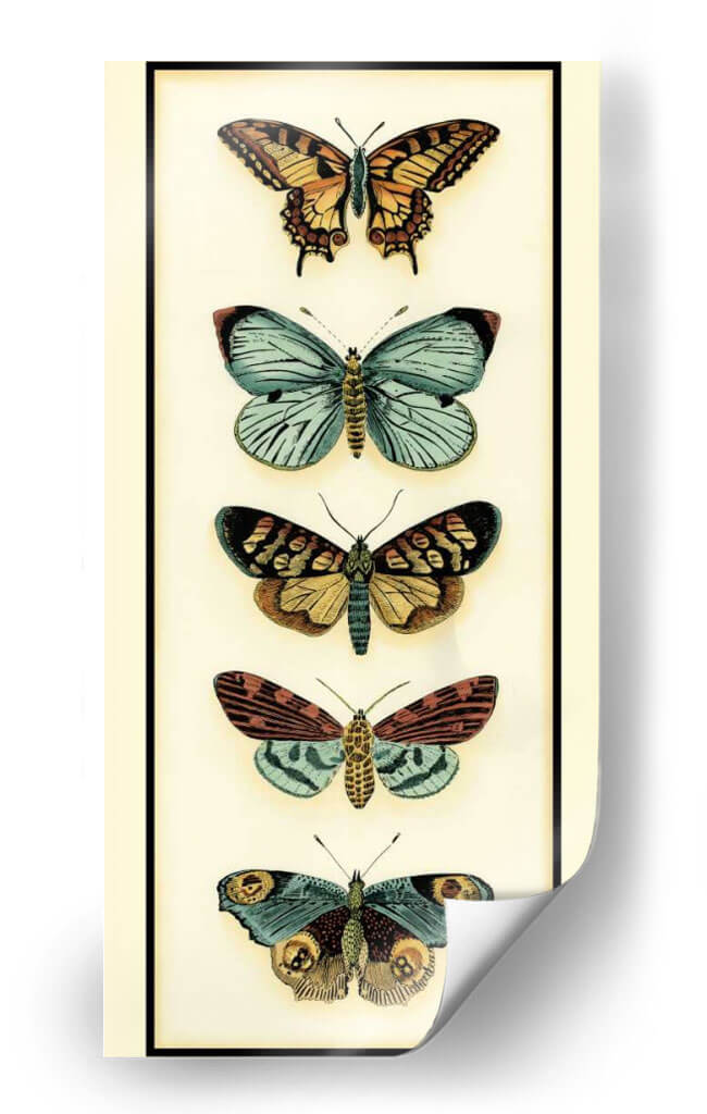 Colector De Mariposa Vi - Chariklia Zarris | Cuadro decorativo de Canvas Lab
